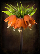 Fritillaria imperialis