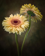 Yellow Gerbera
