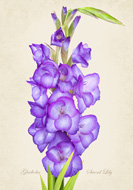 Gladiolus 'Sword Lily'