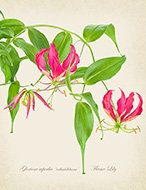 Gloriosa Lily