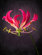 Gloriosa Lily