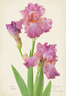 Iris regelia 'Hortense Rose'