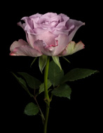 Mauve Rose