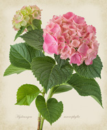 Hydrangea macrophylla