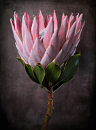 Pink Protea