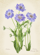 Scabios 'Butterfly Blue'