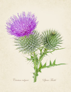 Spear Thistle