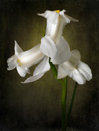 White Iris