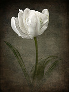 White Parrot Tulip