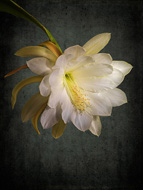 White Epiphyllum