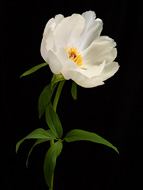 White Tree Peony