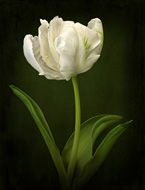 White Tulip
