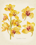 Yellow Cymbidium Orchid