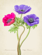 Poppy Anemone