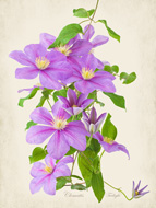 Clematis