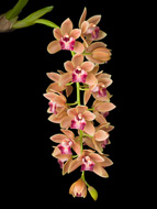 Cymbidium Orchid