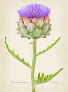 Cynara
