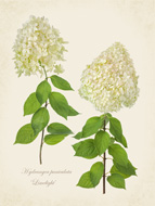 Hydrangea 'Limelight'