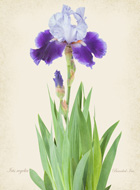 Iris Regelia