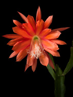 Orange Epiphylum