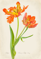 Orange Parrot Tulip