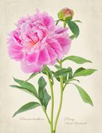 Peony Lactiflora