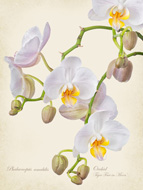 Phalaenopsis amabilis