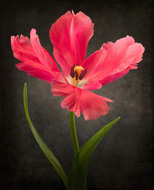 Red Open Tulip