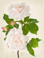 Rose Madame Carriere