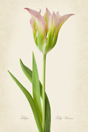 Floriosa Tulip