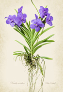 Vanda