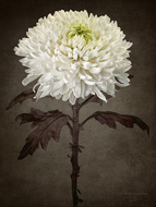 White Chysanthemum