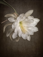White Epiphyllum
