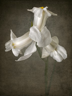 White Lily