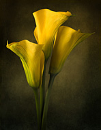 Yellow Calla Lilies