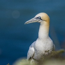 Bempton Cliffs Seabirds
