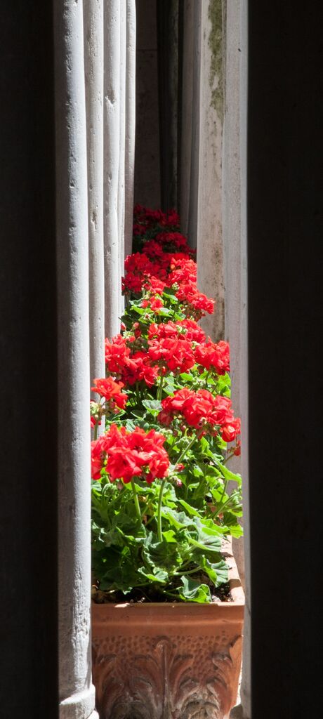 Geraniums 2 Ravello