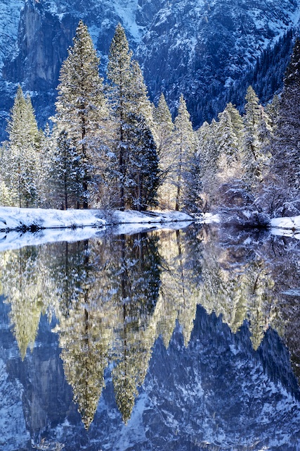 Merced River Backlit Trees