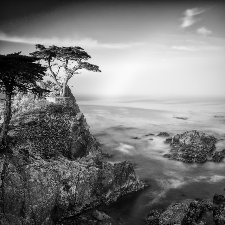 The Not So Lone Tree