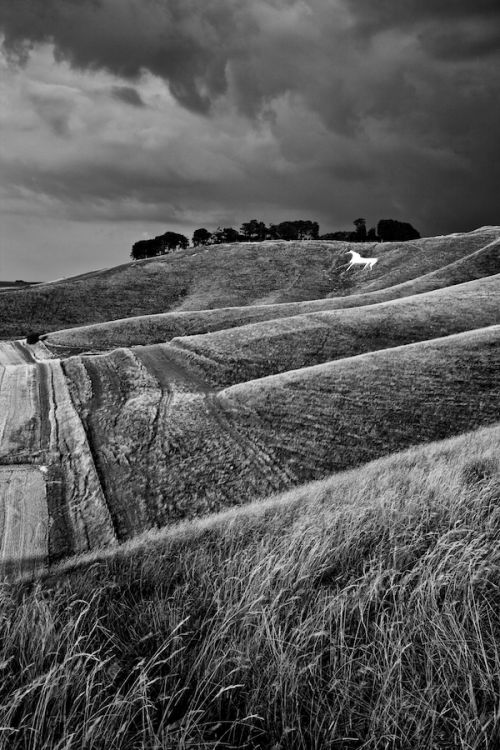 The White Horse