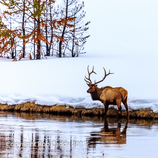 A Winter Wade