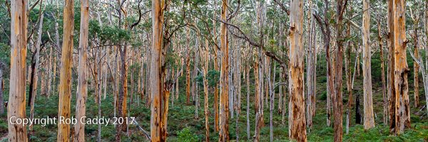 Dusk in Boranup Karri Forrest