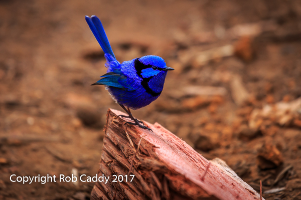 Blue Wren Visitor