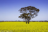 Canola Crop