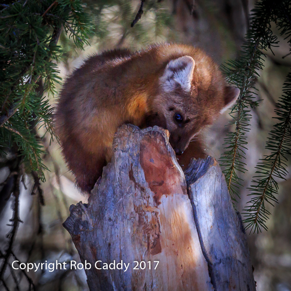 Pine Marten