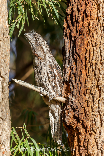 Tawny Frogmouth