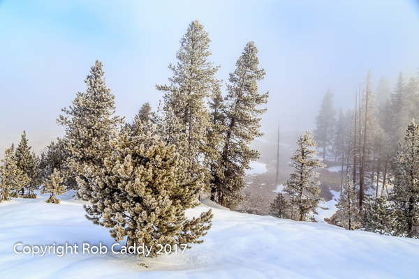 Winter Trees