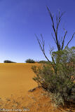Red Dirt Blue Sky