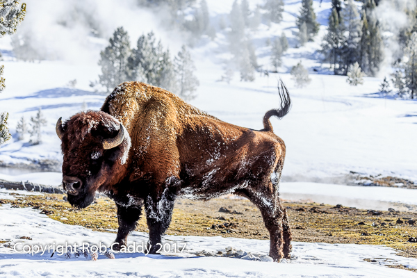 Buffalo Stretch
