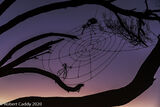 The Wire Spider